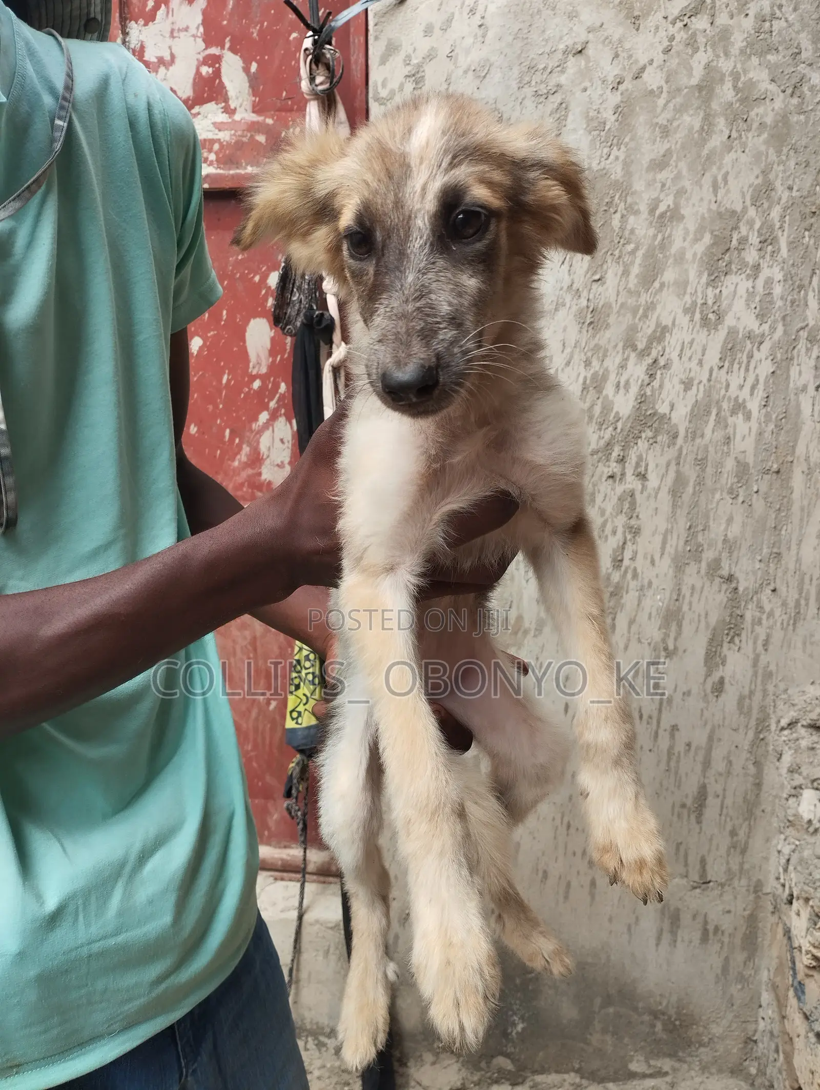 1-3 months Male Mixed Breed German Shepherd