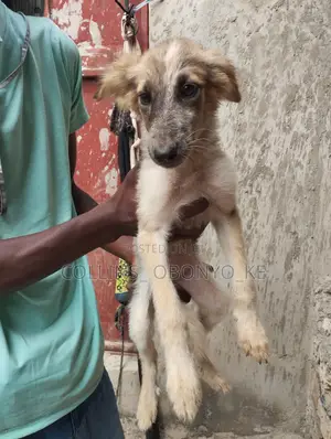 1-3 months Male Mixed Breed German Shepherd
