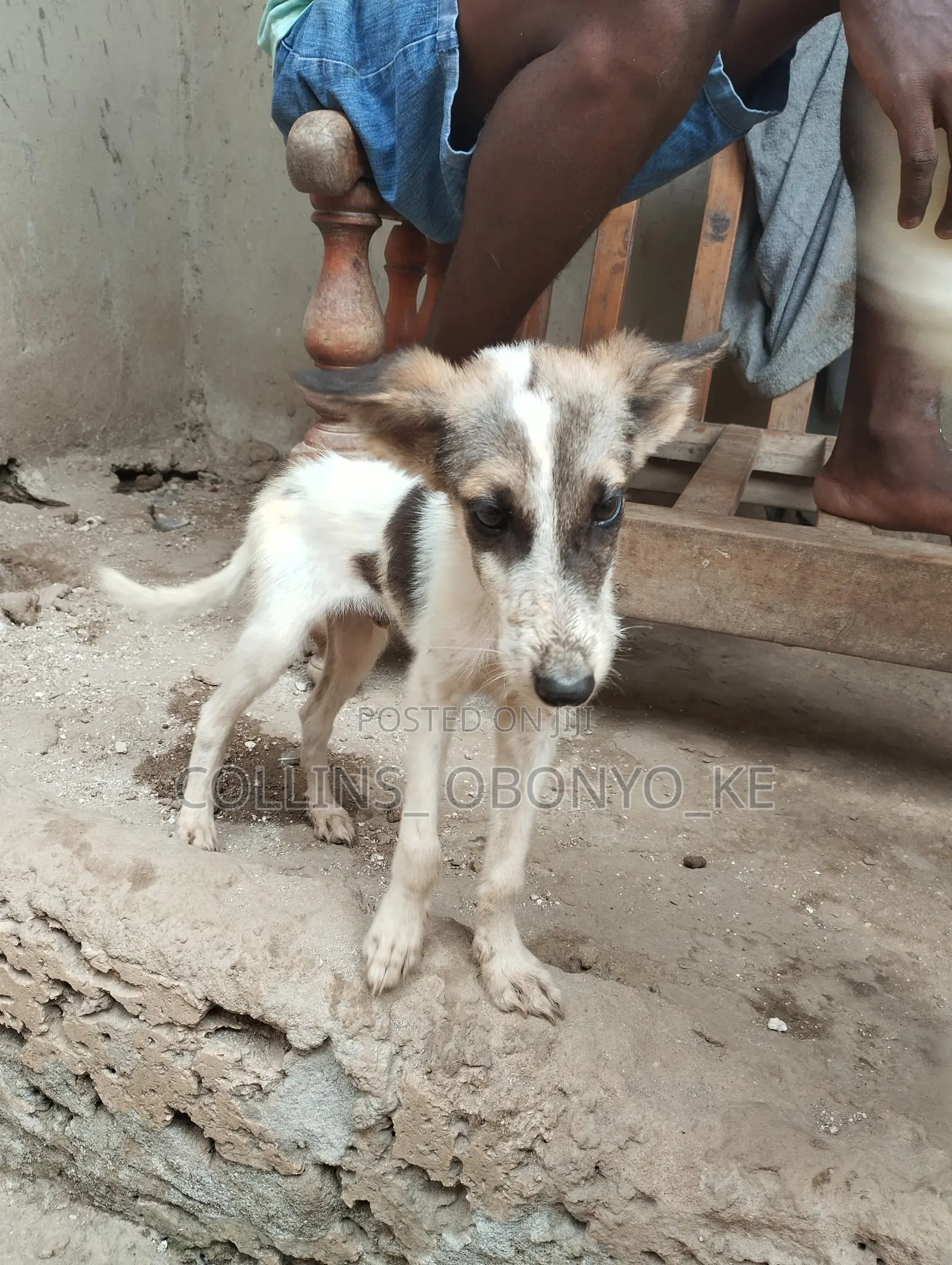 1-3 months Male Mixed Breed German Shepherd