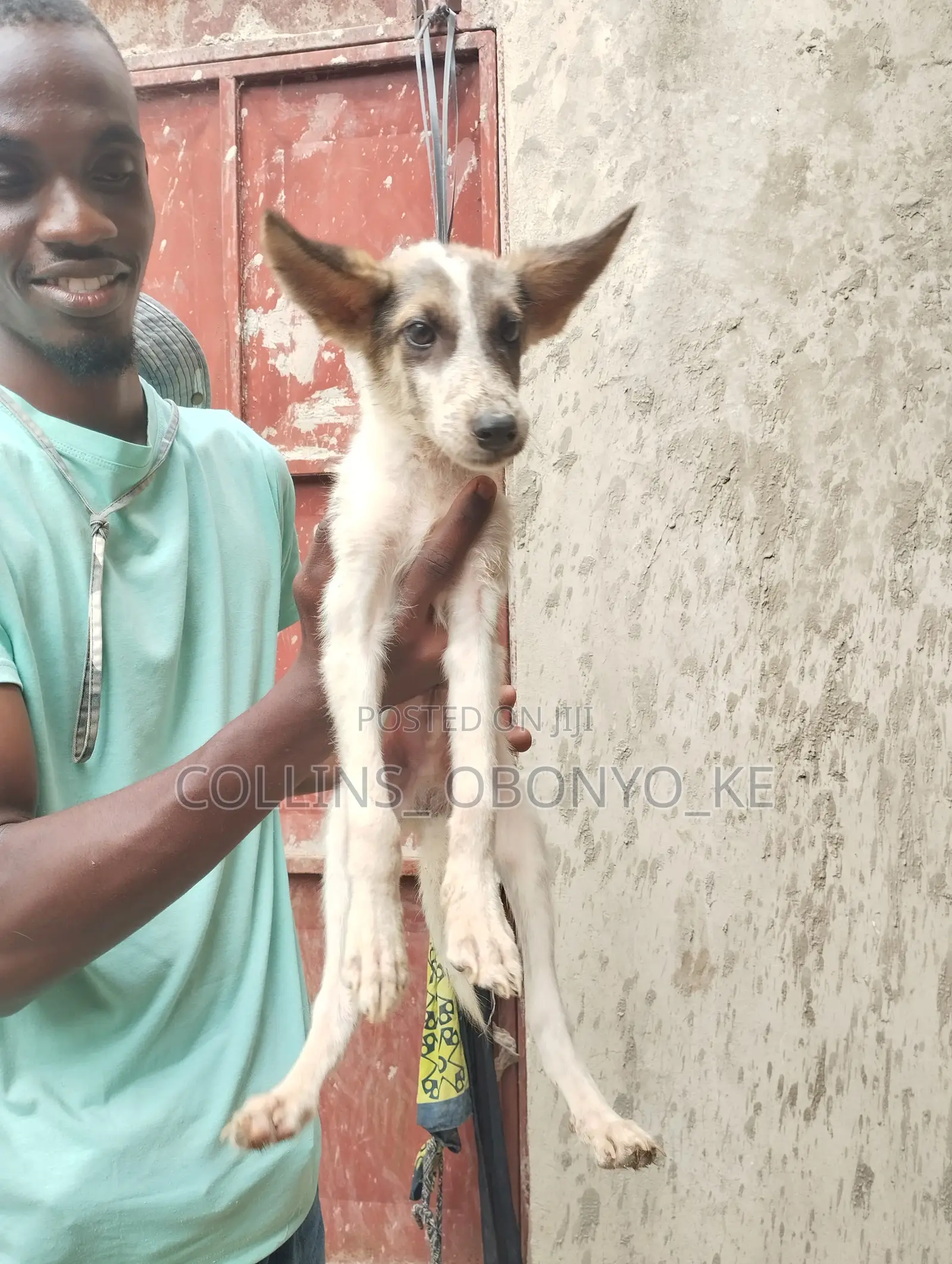 1-3 months Male Mixed Breed German Shepherd