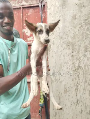 1-3 months Male Mixed Breed German Shepherd