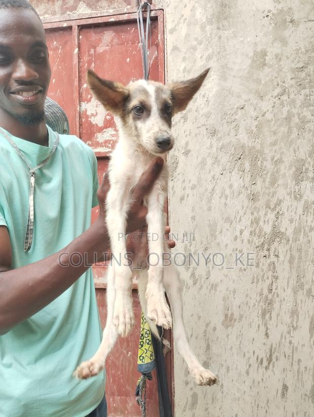 1-3 months Male Mixed Breed German Shepherd - thumbnail 3