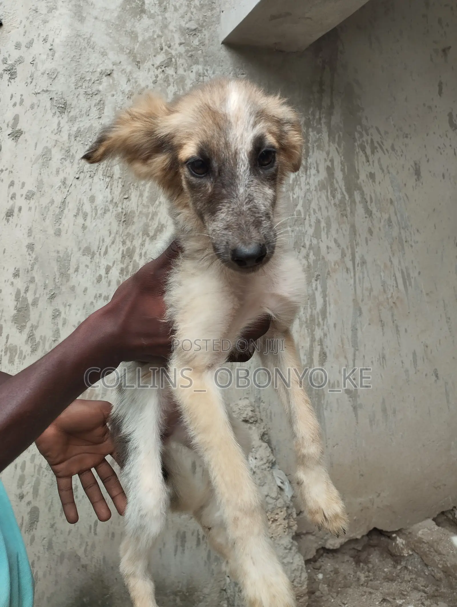 1-3 months Male Mixed Breed German Shepherd