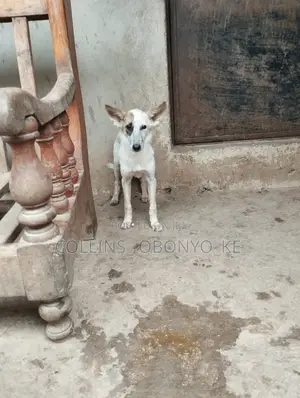 1-3 months Male Mixed Breed German Shepherd