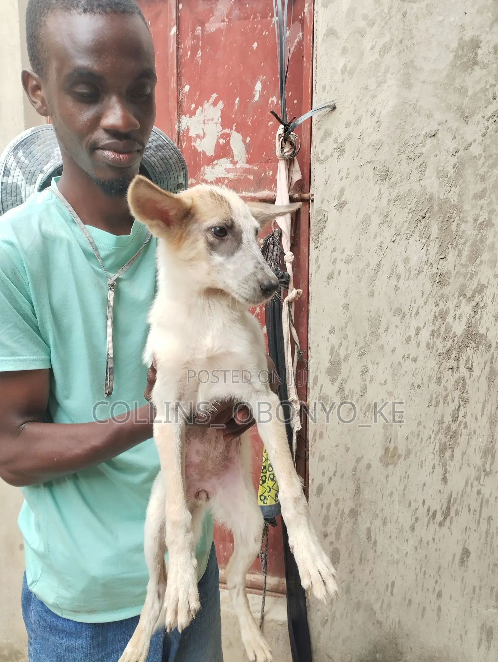 1-3 months Male Mixed Breed German Shepherd