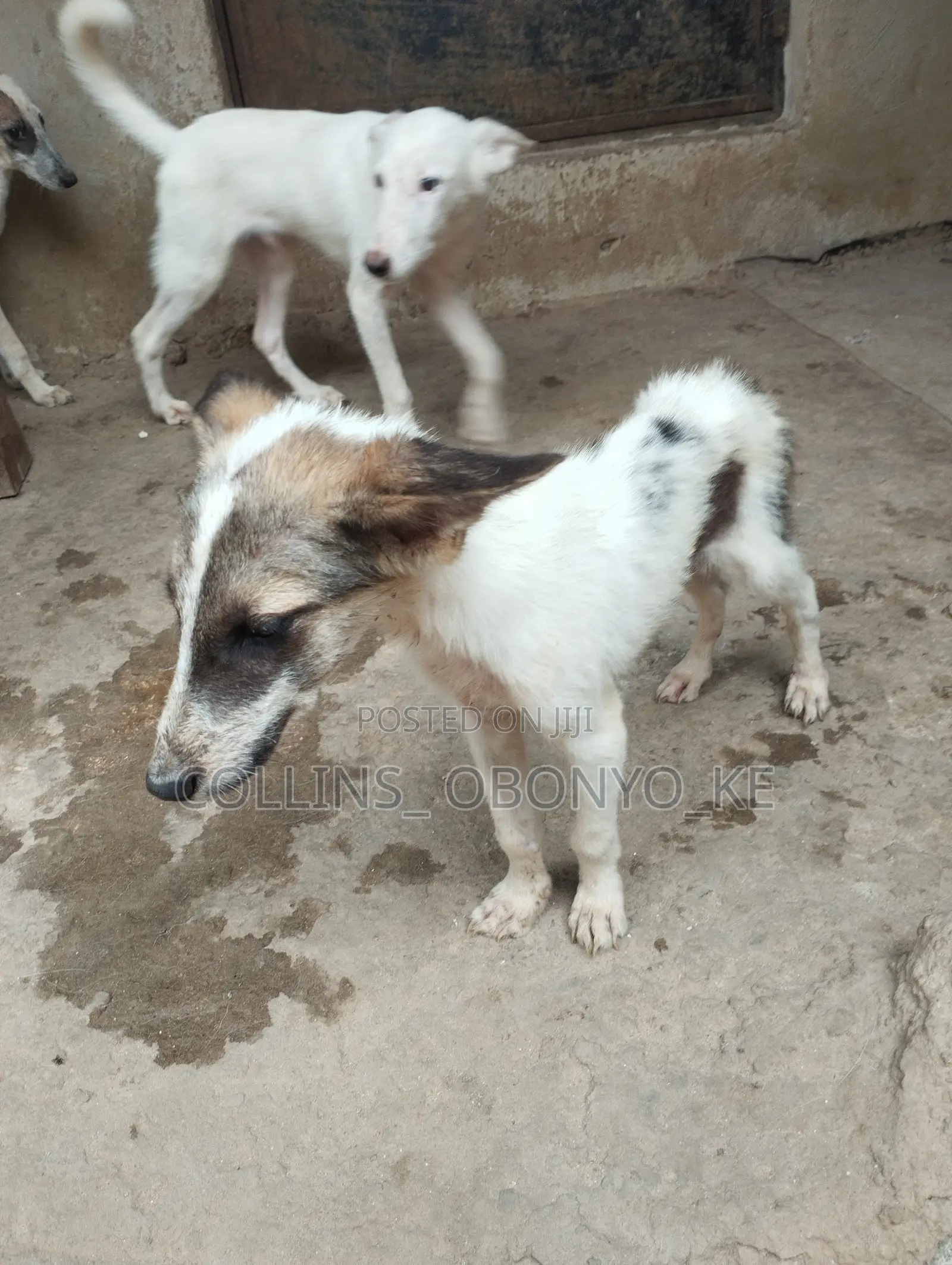 1-3 months Male Mixed Breed German Shepherd