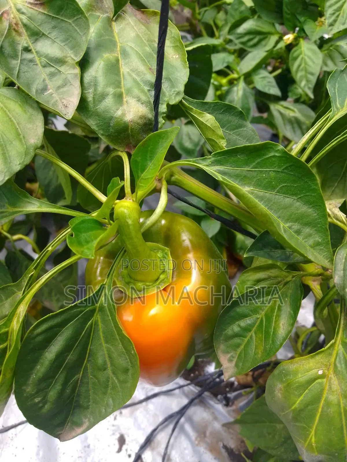 Farm Products