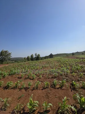 50×100 Plots at Kikuyu, Thigio