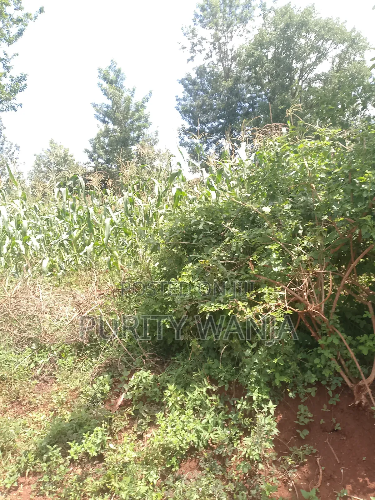 1acre for Sale at Muranga Kambirwa