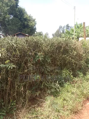 1acre for Sale at Muranga Kambirwa