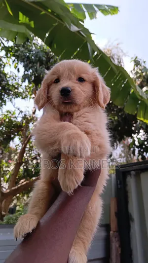 1-3 months Female Purebred Golden Retriever