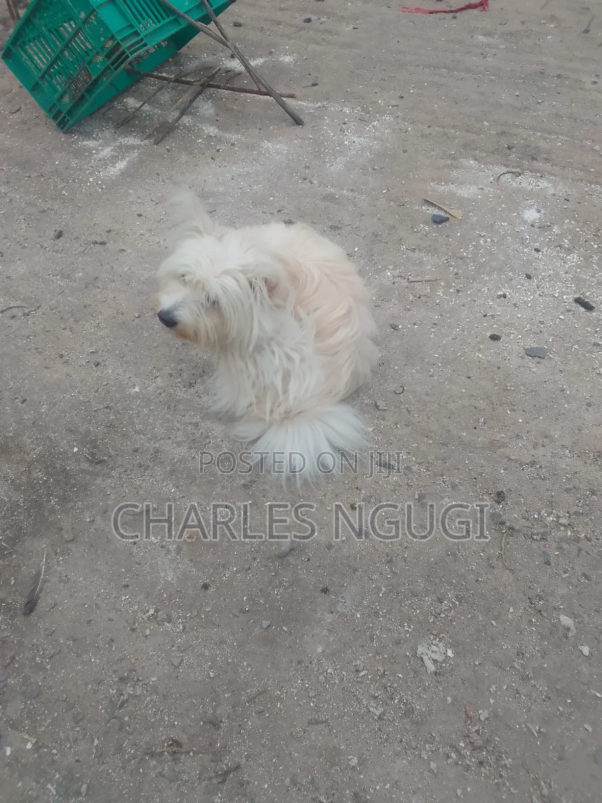 6-12 months Female Purebred Havanese