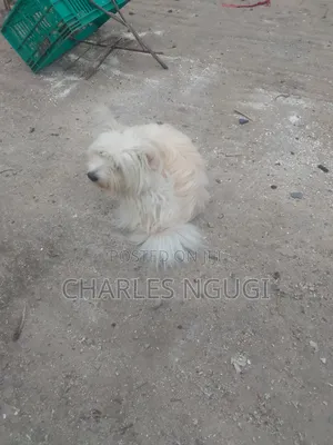 6-12 months Female Purebred Havanese
