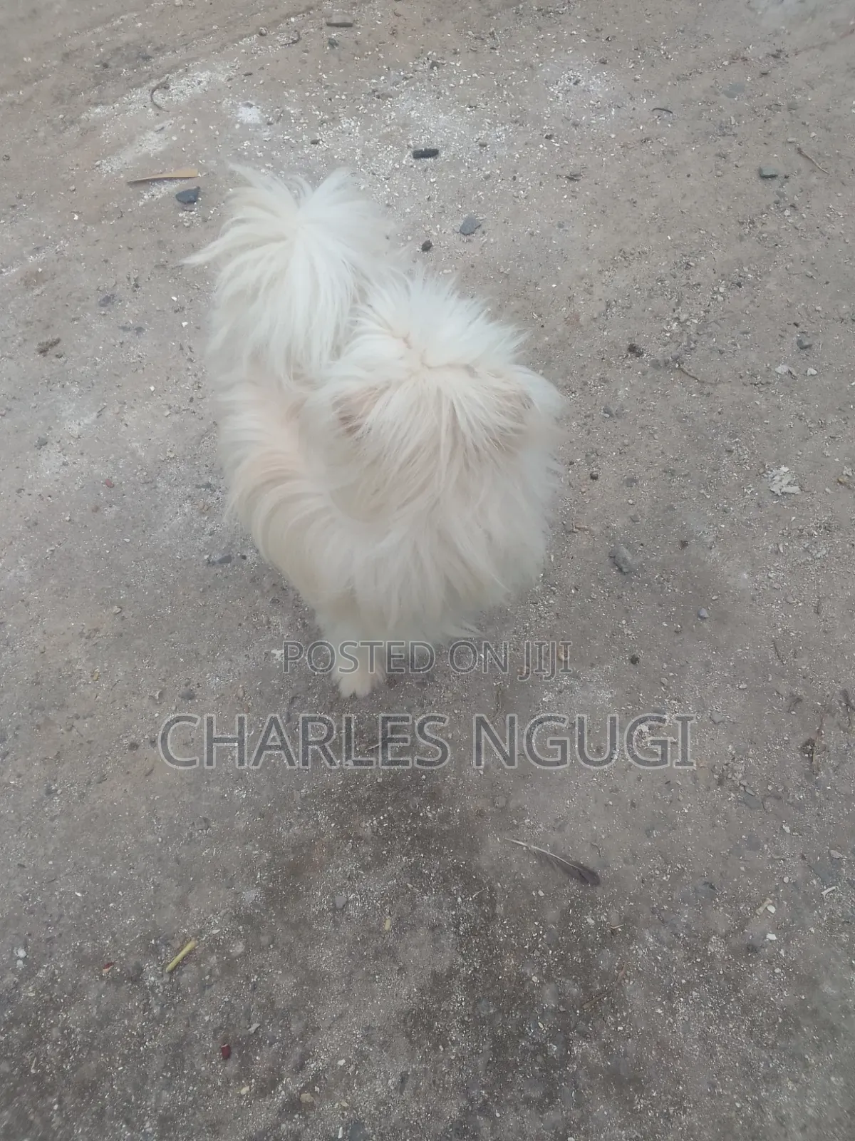 6-12 months Female Purebred Havanese