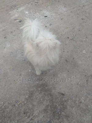 6-12 months Female Purebred Havanese