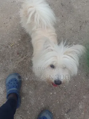 6-12 months Female Purebred Havanese