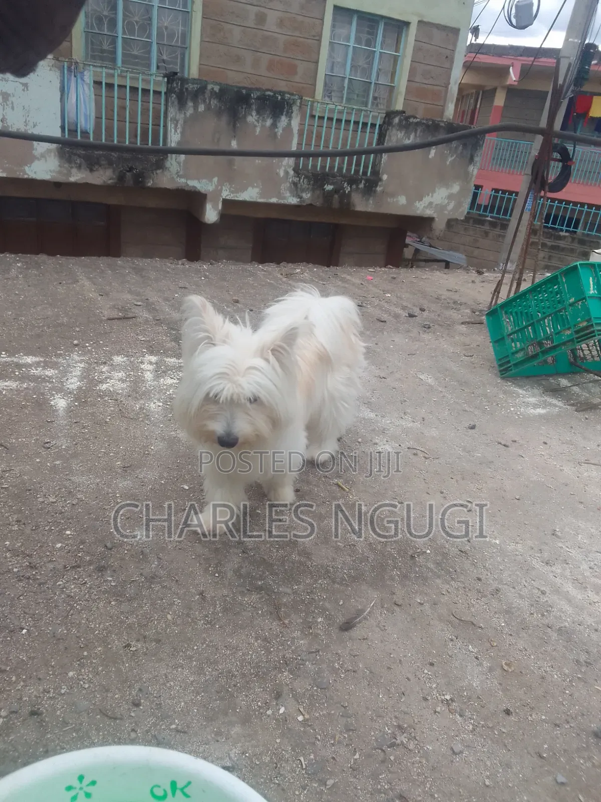 6-12 months Female Purebred Havanese