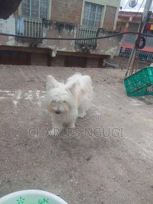 6-12 months Female Purebred Havanese