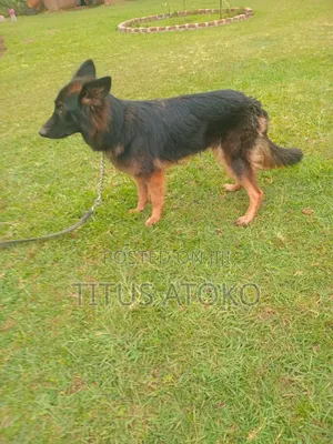 1+ year Male Purebred German Shepherd