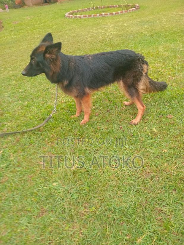 1+ year Male Purebred German Shepherd
