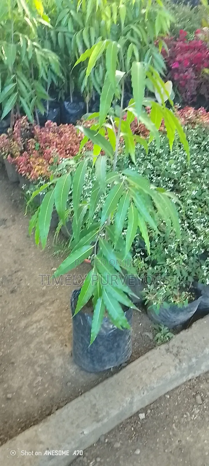 Landscaping Services