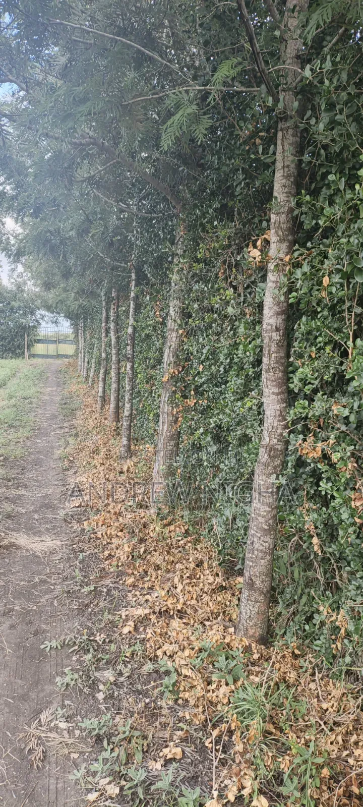 Land 5 Acres