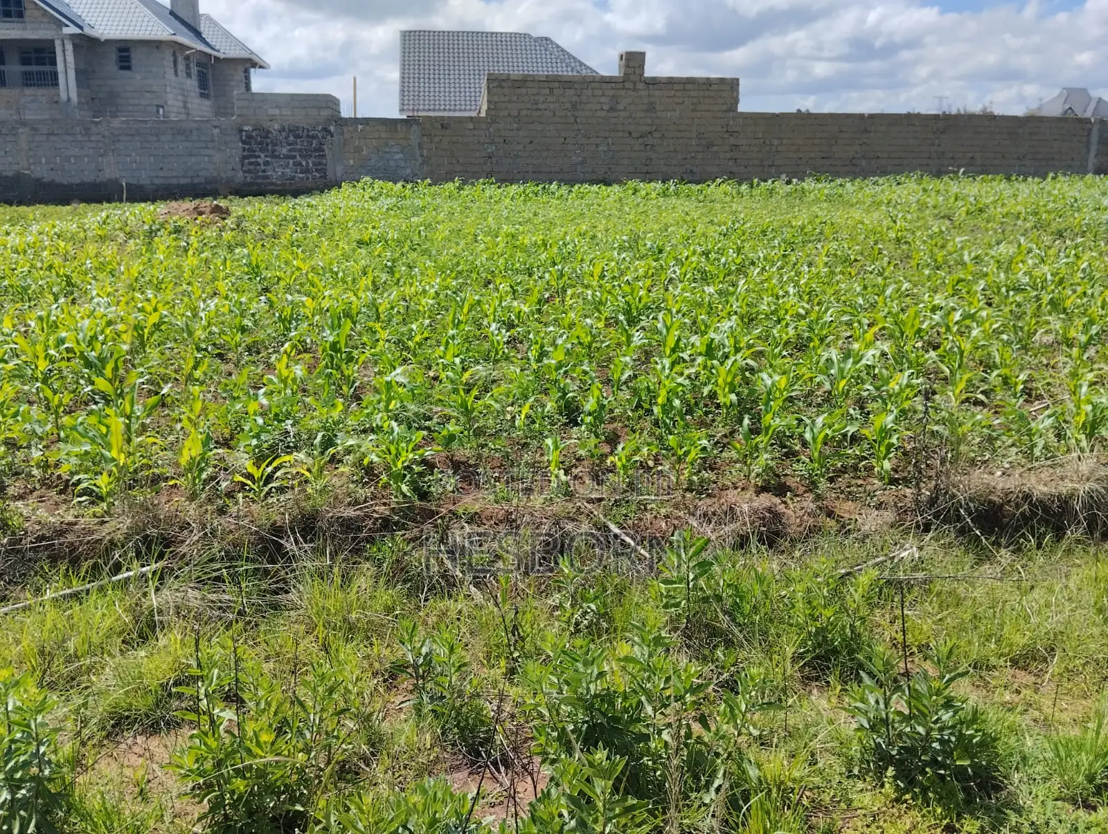 Prime 50 by 100 Plot Near Simba Cement Nakuru