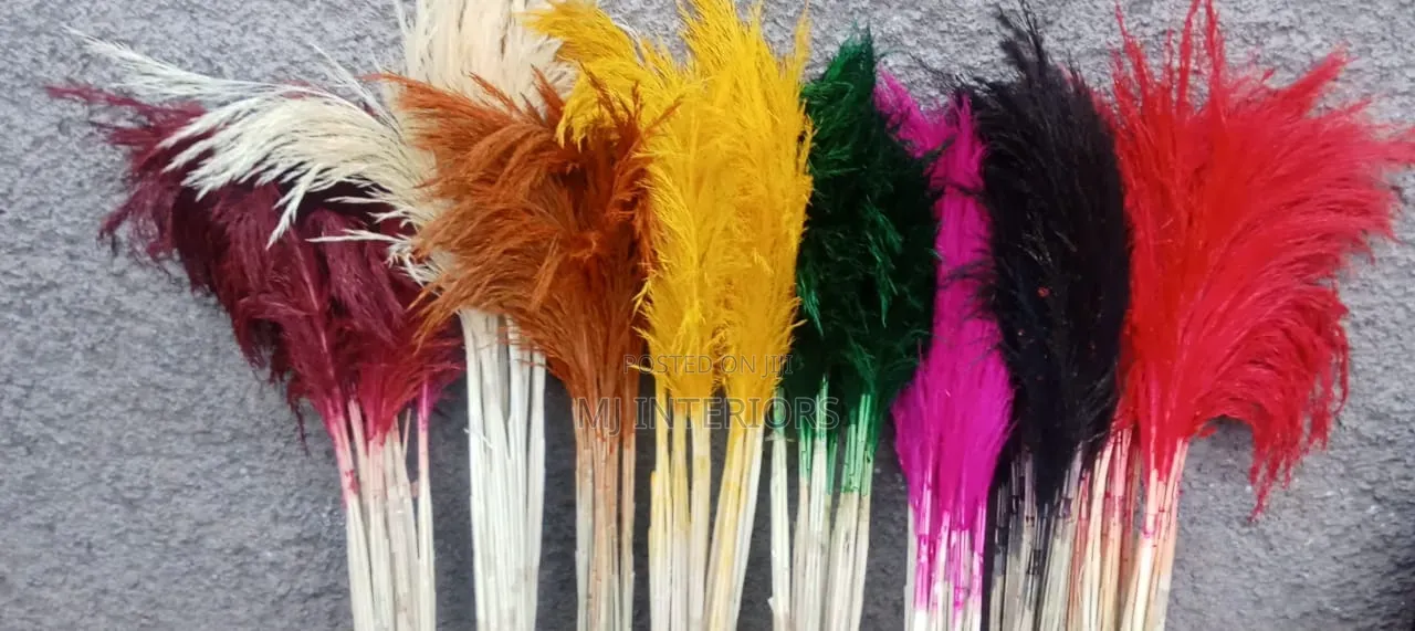 Long Stem Local Pampas Grass