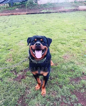 1+ year Male Purebred Rottweiler