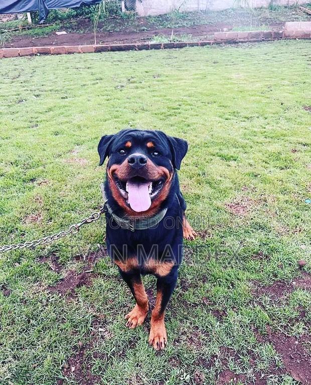 1+ year Male Purebred Rottweiler