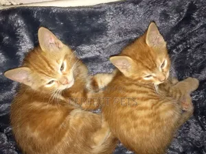 1-3 months Male Mixed Breed Tabby