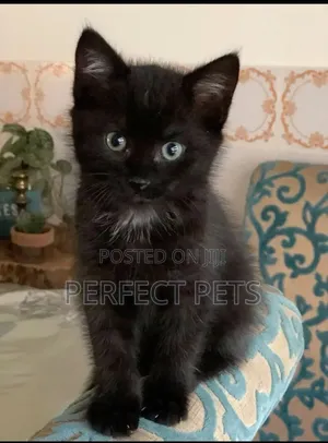 1-3 months Male Purebred Bombay