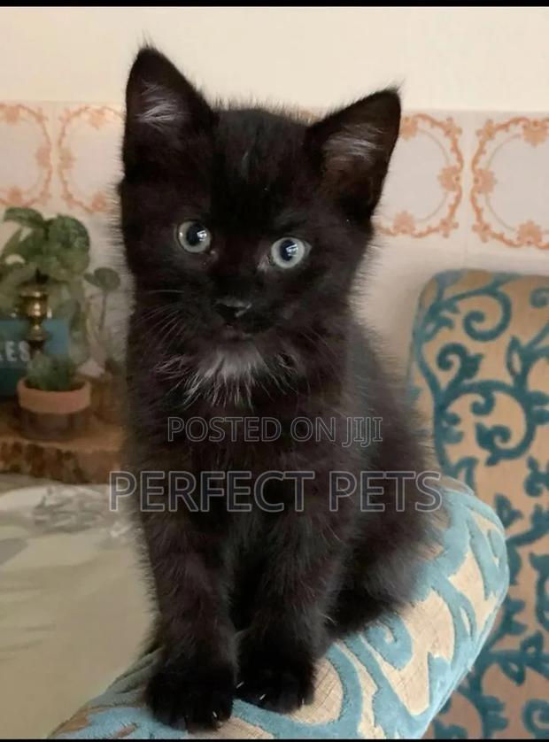 1-3 months Male Purebred Bombay