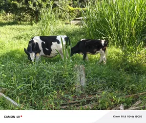 4months Freasian Pedigree Calf
