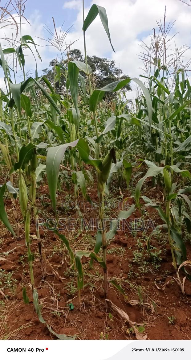2acres at Wendano