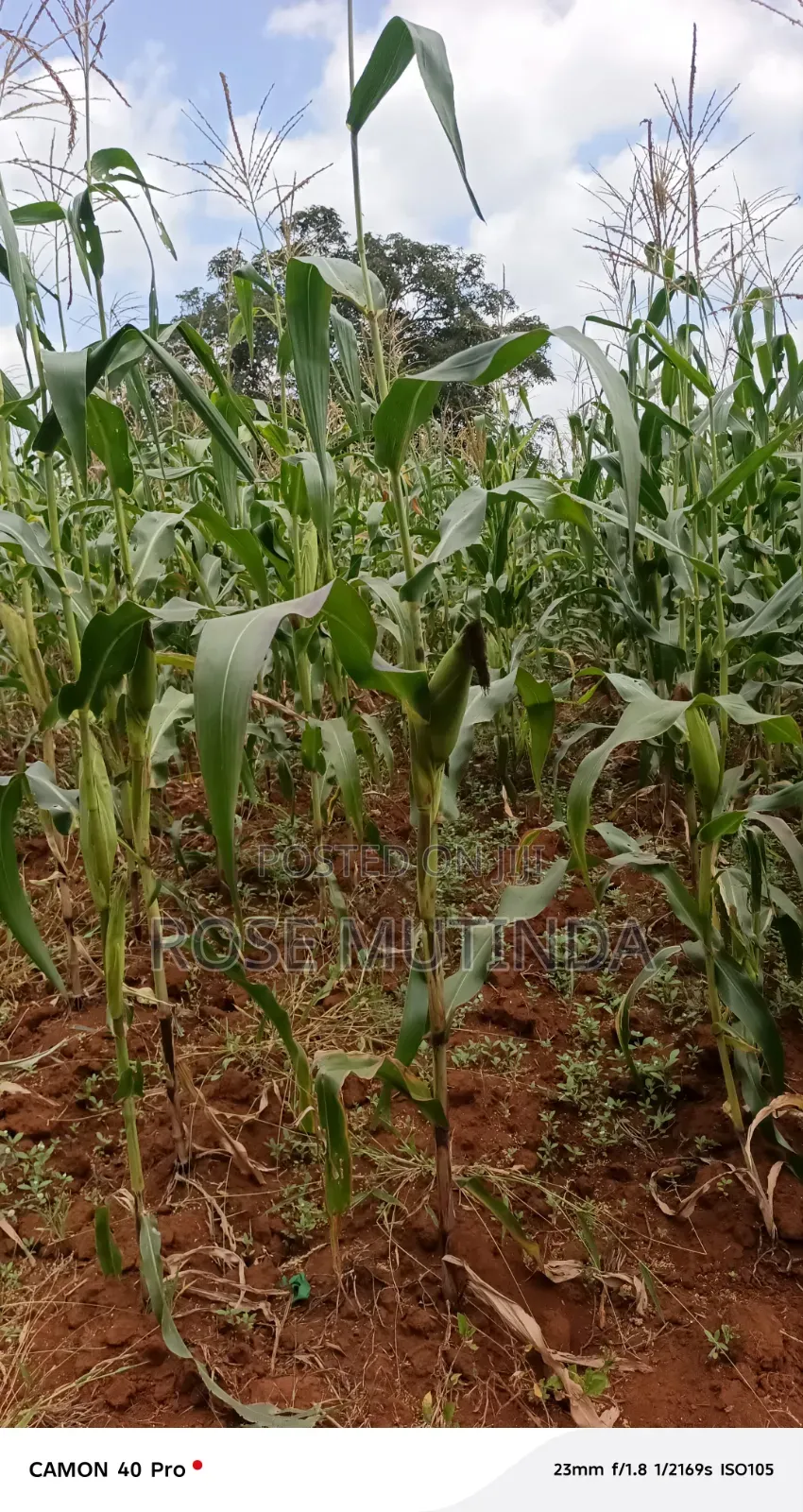 2acres at Wendano