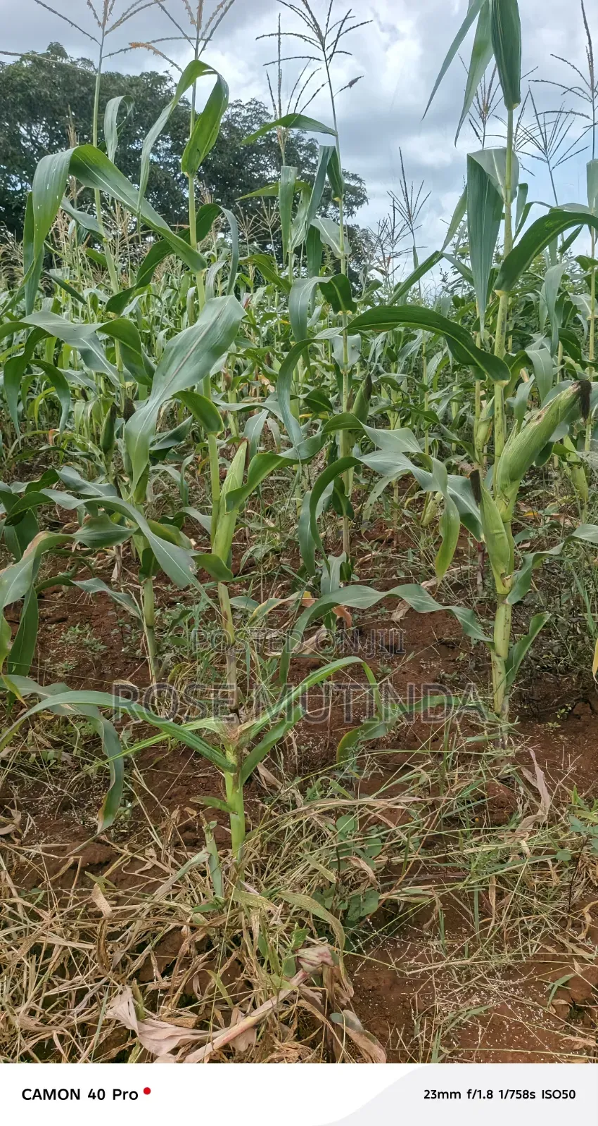 2acres at Wendano