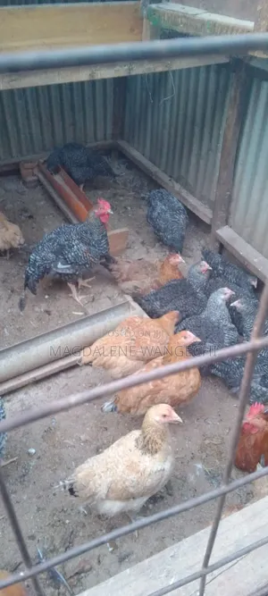Improved Kienyeji Chicken for Sale