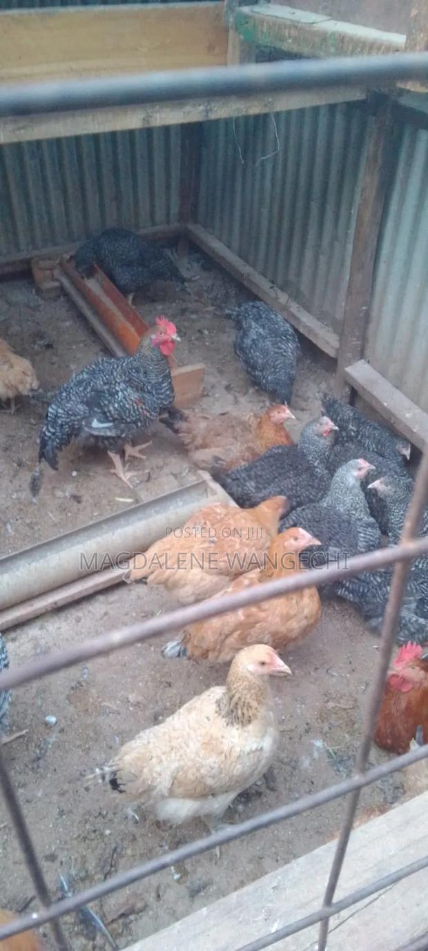 Improved Kienyeji Chicken for Sale