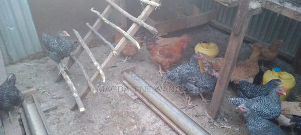 Improved Kienyeji Chicken for Sale - thumbnail 3