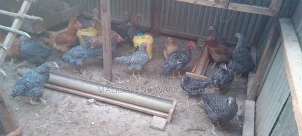 Improved Kienyeji Chicken for Sale - thumbnail 4