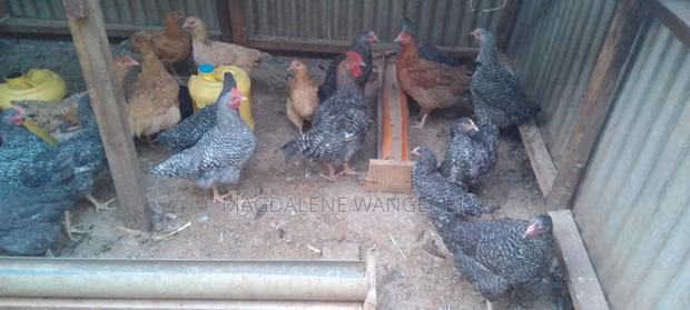 Improved Kienyeji Chicken for Sale - thumbnail 5