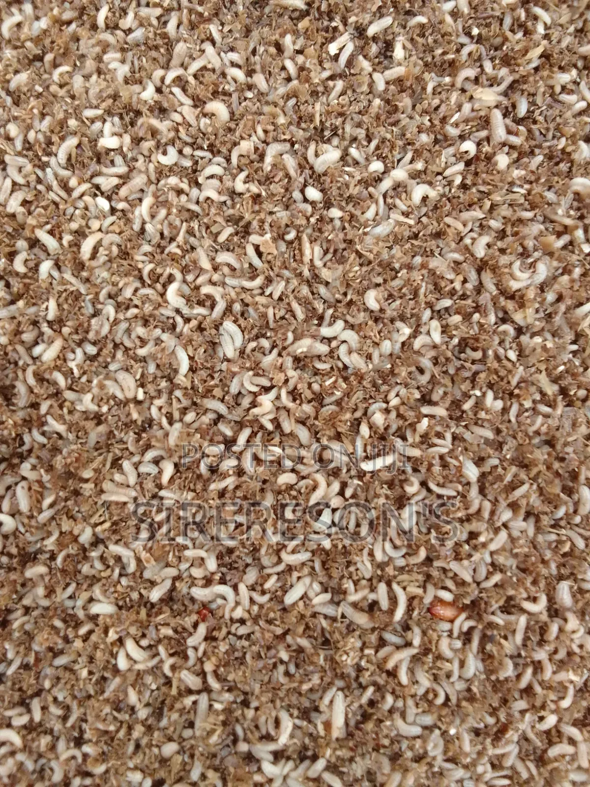 BSF Young Larvae
