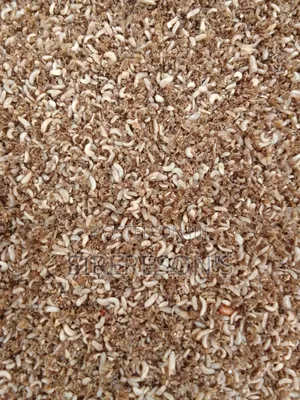 BSF Young Larvae