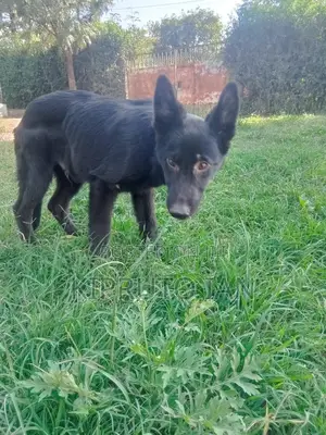 6-12 months Male Purebred German Shepherd