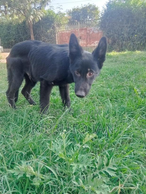 6-12 months Male Purebred German Shepherd