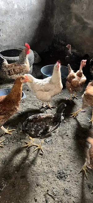 Pure Kienyeji Chicken