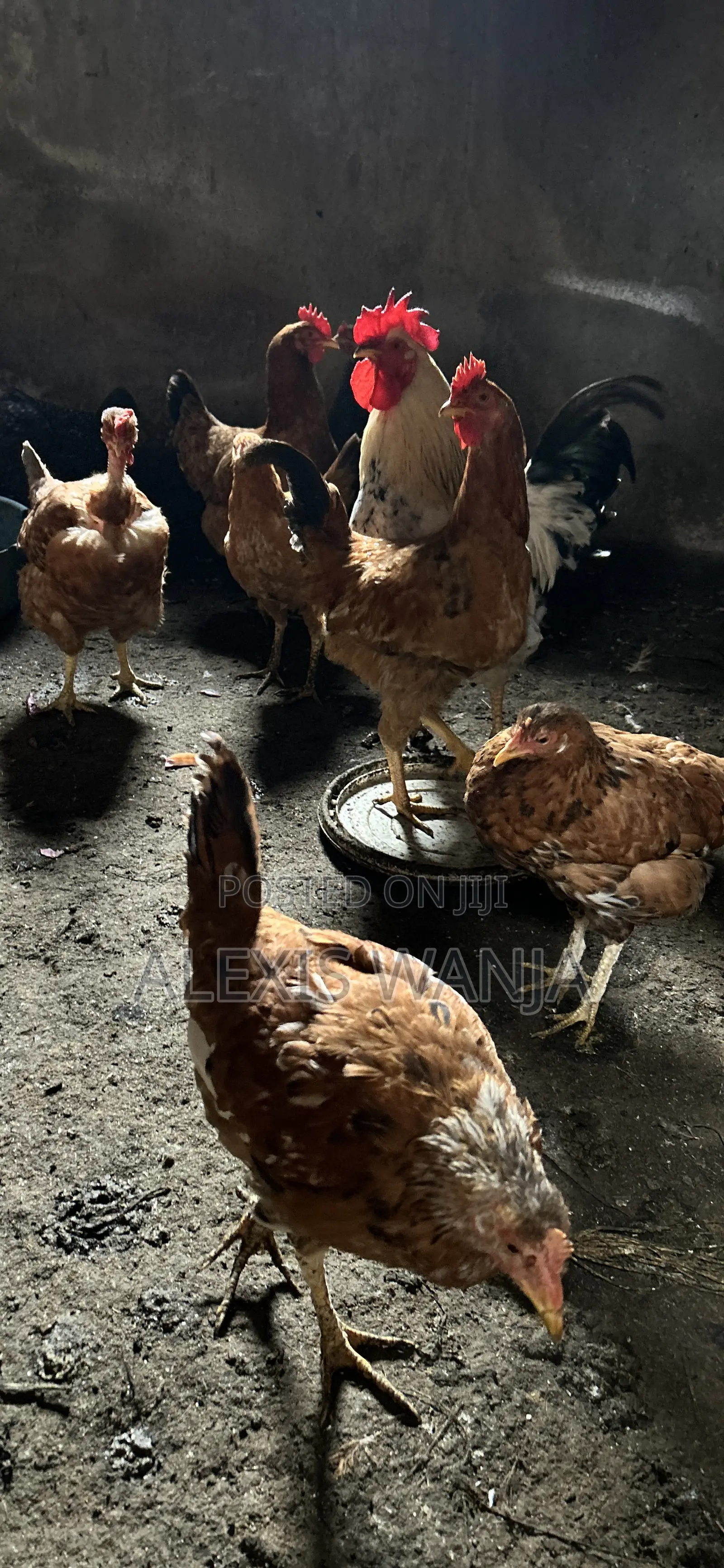 Pure Kienyeji Chicken