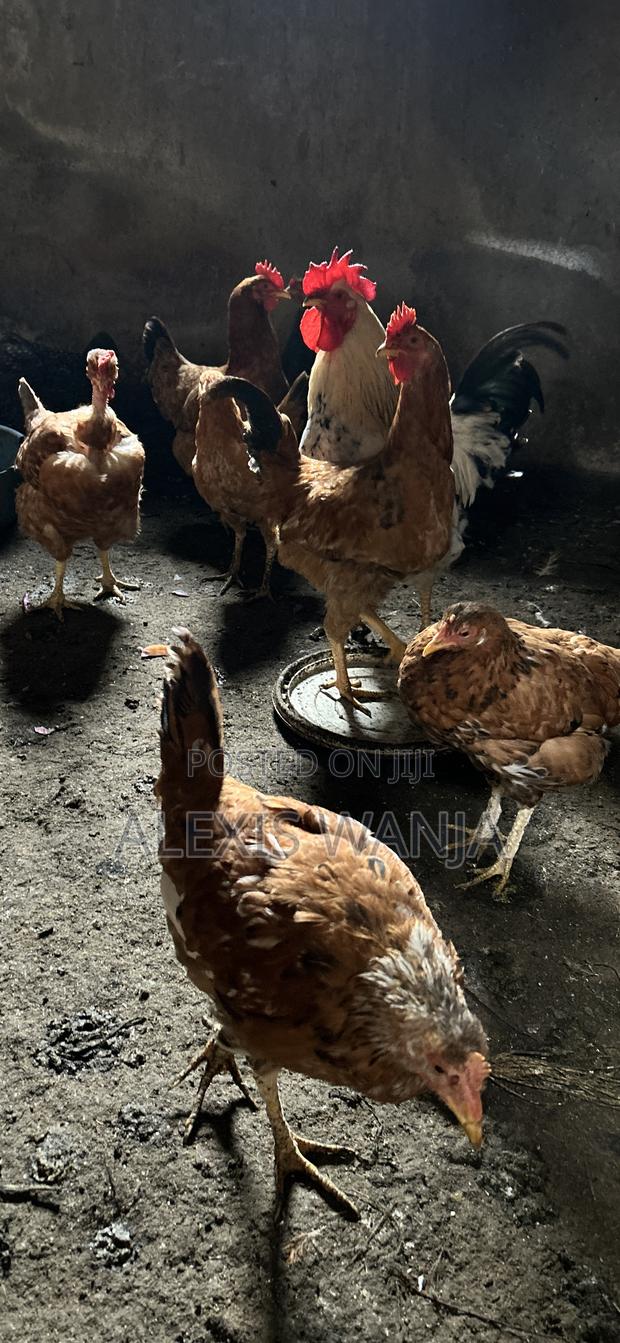 Pure Kienyeji Chicken - thumbnail 2