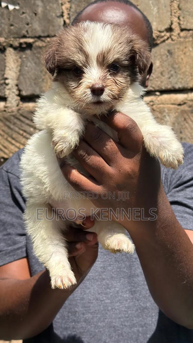 1-3 months Male Purebred Havanese